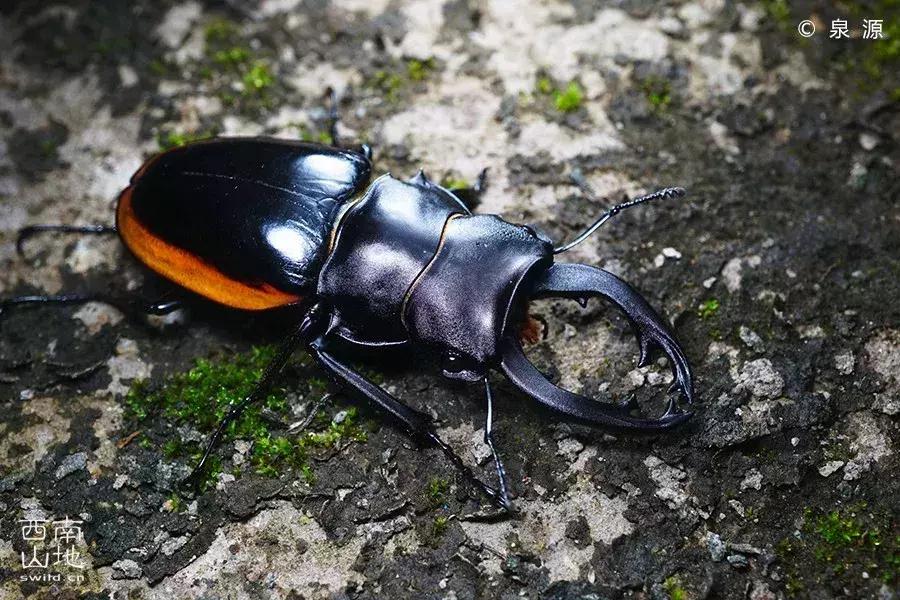 虫虫的世界简介,虫虫的世界里面一共有几种昆虫