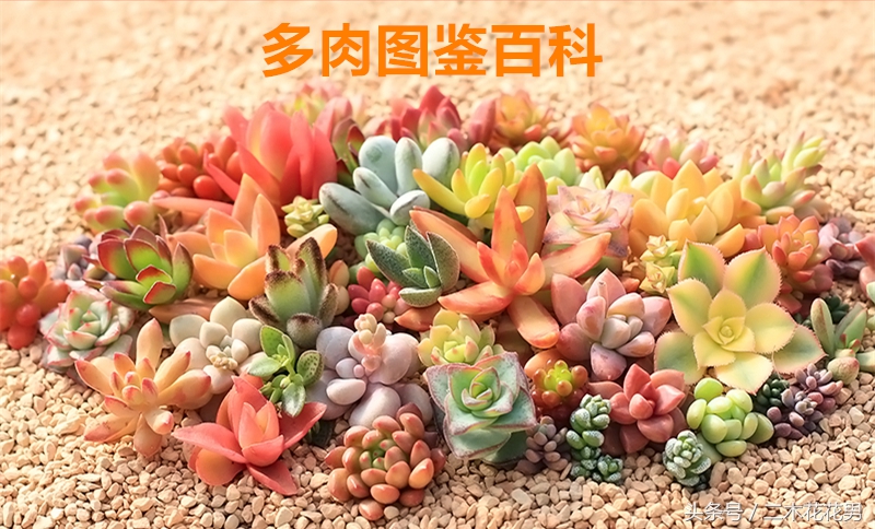 玉龙观音怎样养护和管理,玉龙观音生长过程中需要摘叶片