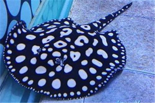 龙鱼锦鲤鱼哪个好养,锦鲤和魟鱼哪个观赏性高