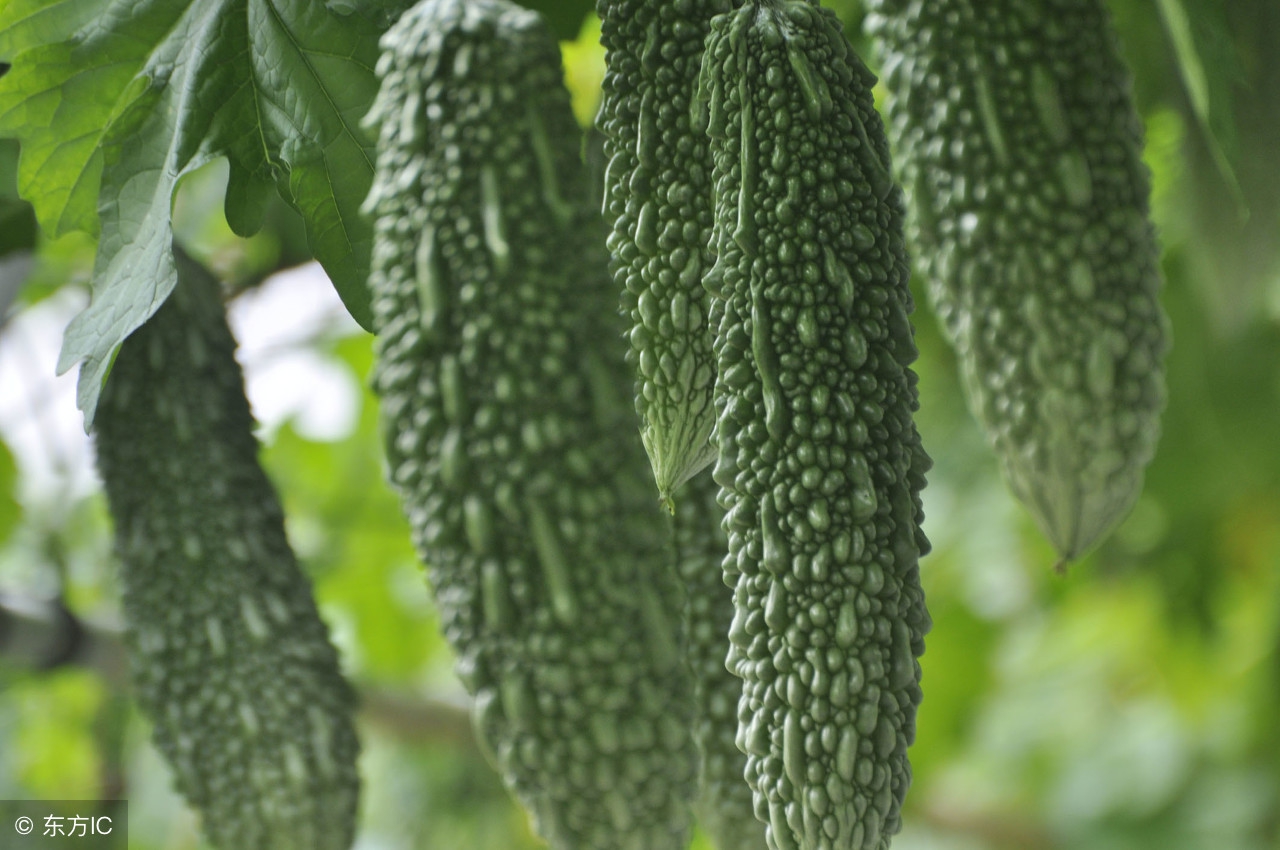 脸上长痘是五脏不健康！吃两物清热解毒，改善青春痘