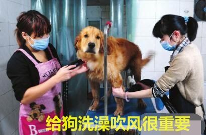 狗狗生病不吃不喝喂什么补充营养,泰迪狗狗生病的各种症状以及疗法