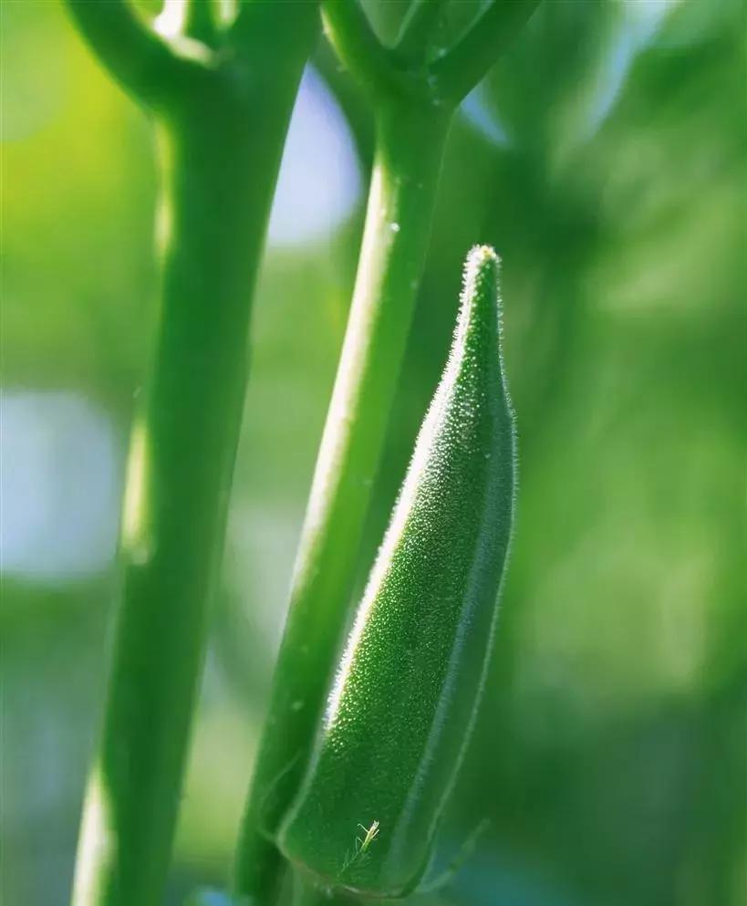 秋葵与曼陀罗的区别,秋葵与曼陀罗花
