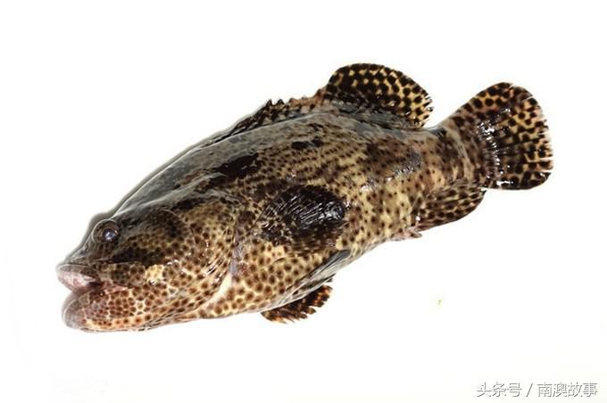 国庆去南澳岛旅游攻略,南澳岛赶海出海游玩攻略