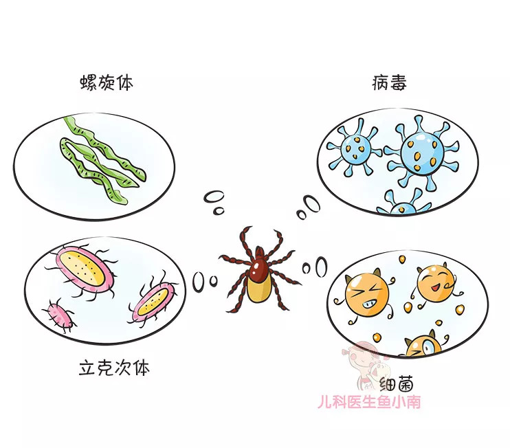 蜱虫咬在孩子头上怎么处理,宝宝如何预防蜱虫叮咬