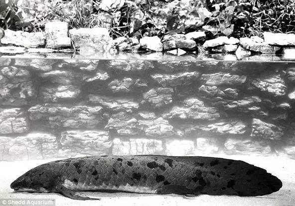 见到这只鱼大伙都要喊它爷爷,结局竟被安乐死,人们却表示赞同