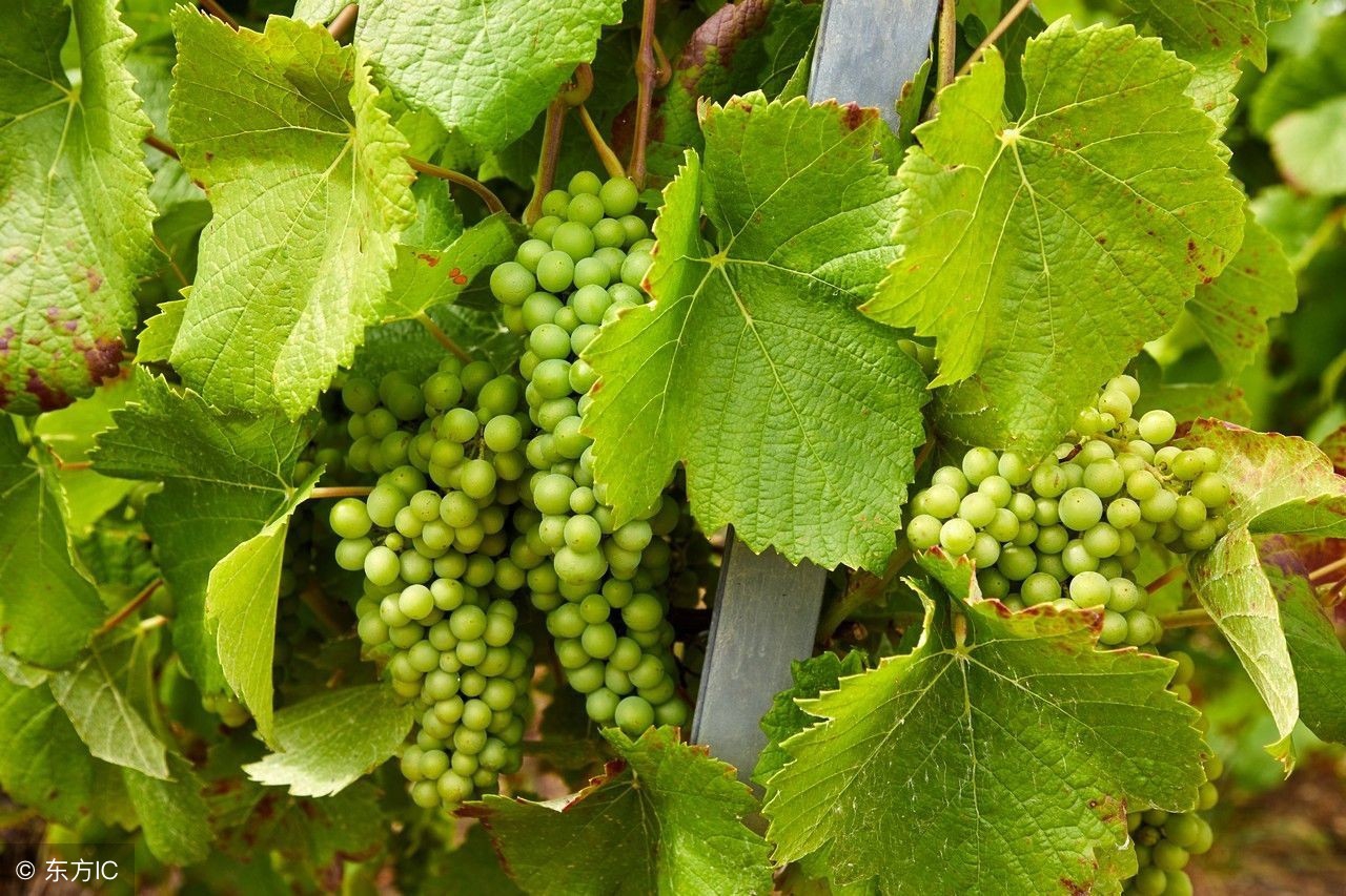 葡萄成熟期用哪些药不影响转色,葡萄迟迟不熟是什么原因