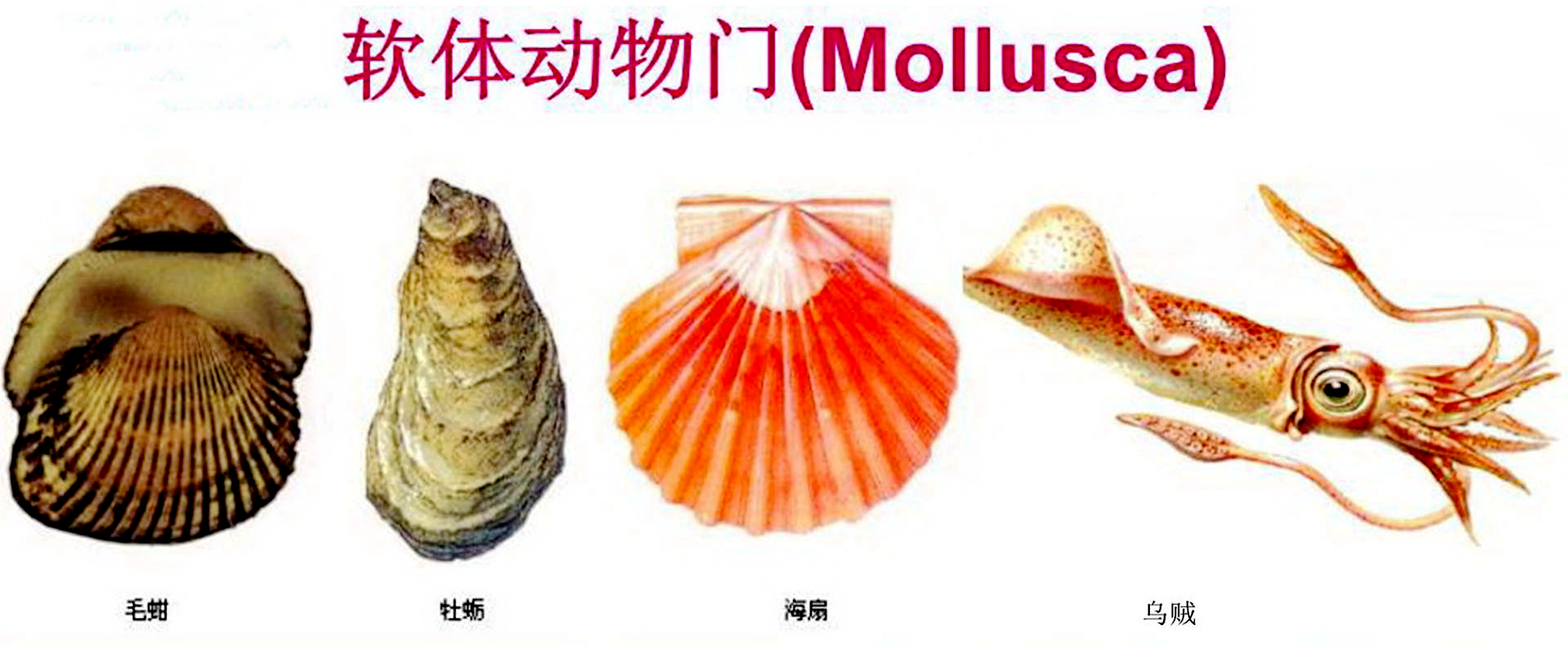 海边贝类种类,各种贝类的名称