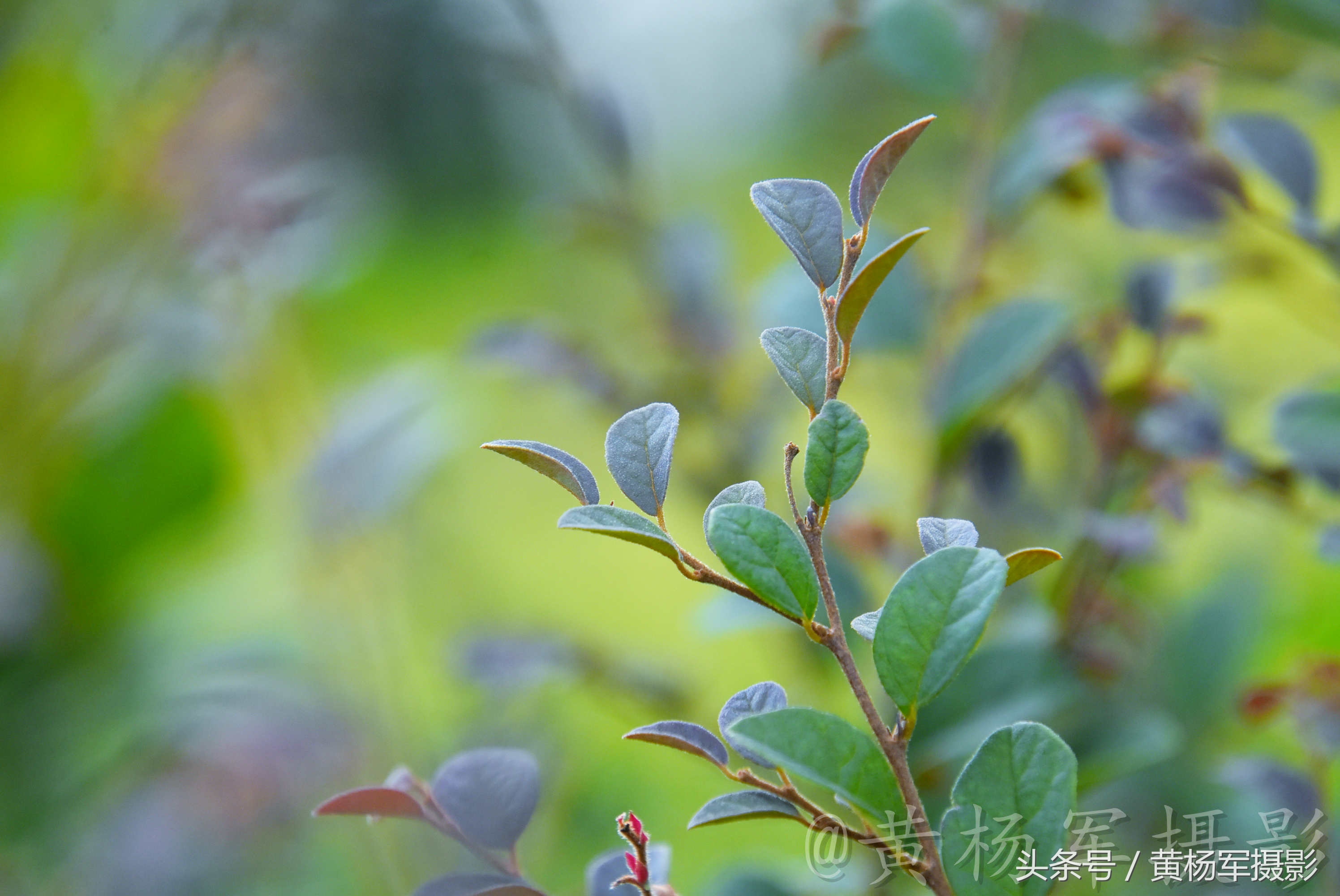 遇见·红花继木·的美