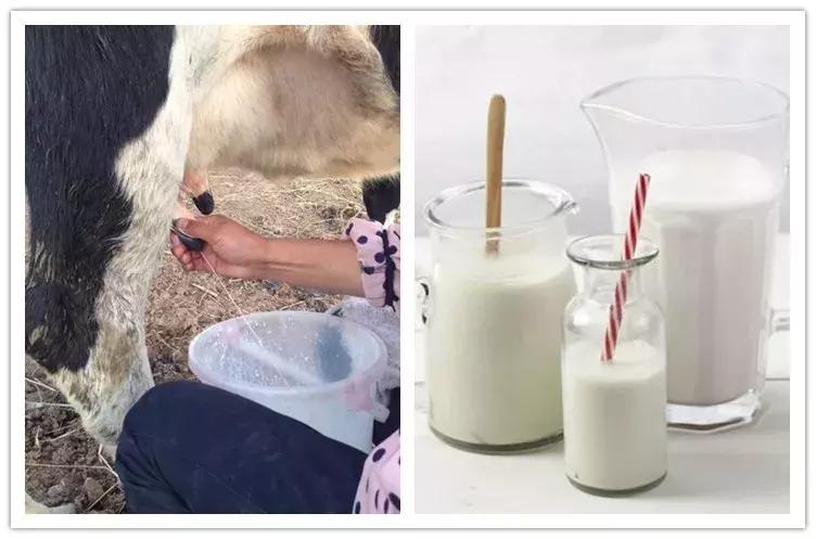 飞鹤茁然是鲜奶源还是还原奶,还原奶和鲜奶生产的奶粉区别大吗