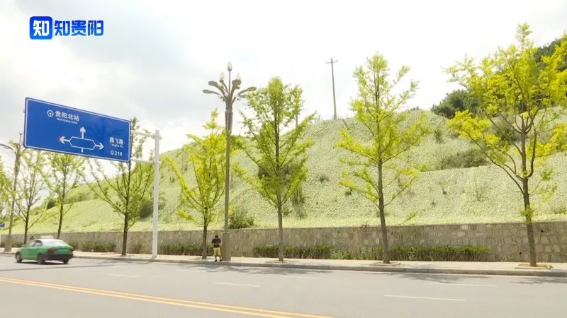 “百山治理”之后，我市这些山体都披上了绿装，有你常见到的吗？