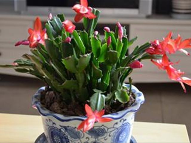如何把蟹爪兰养得又直又壮,养蟹爪兰有两个诀窍