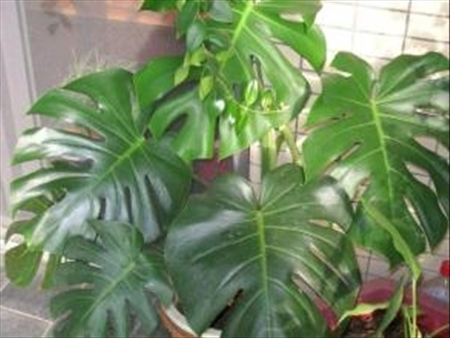 龟背竹烂根最简单的处理方法,龟背竹烂根的原因与处理方法