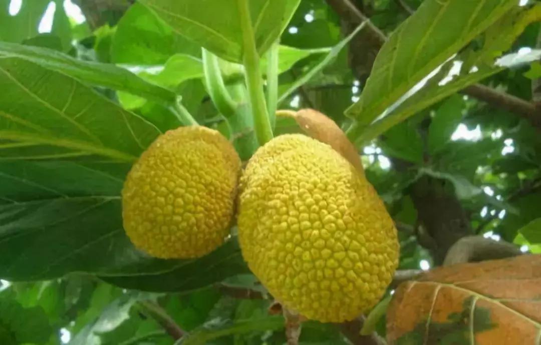 那些奇葩水果,哪些奇特的水果你吃过几种