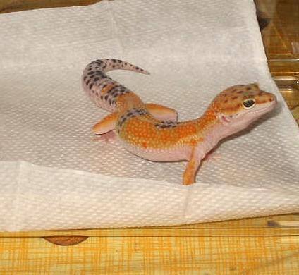 古代如何鉴别女人漂亮,古代辨别女子已婚