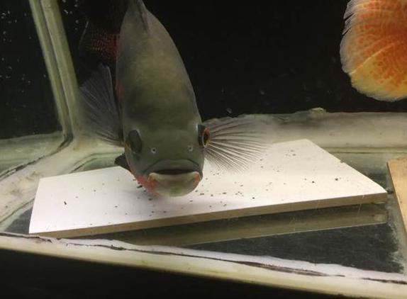 鱼池给鱼消毒的最佳方法,养鱼用什么药治疗鱼病