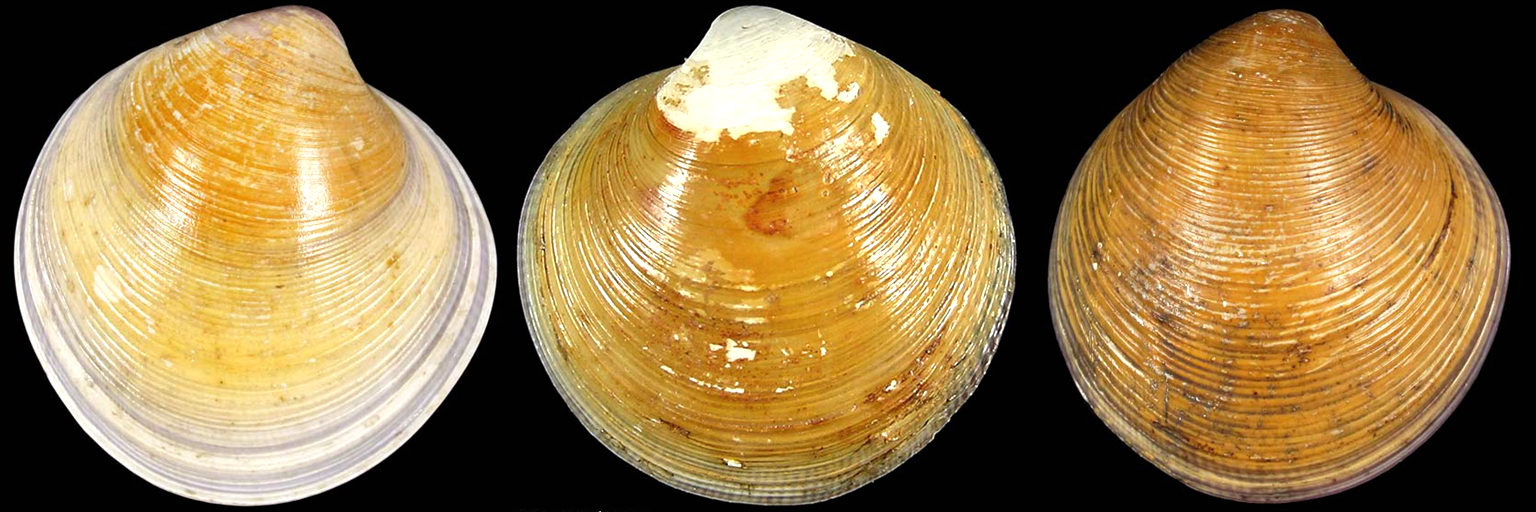 蛏子扇贝各种贝类如何区分,海鲜蛏的品种大全