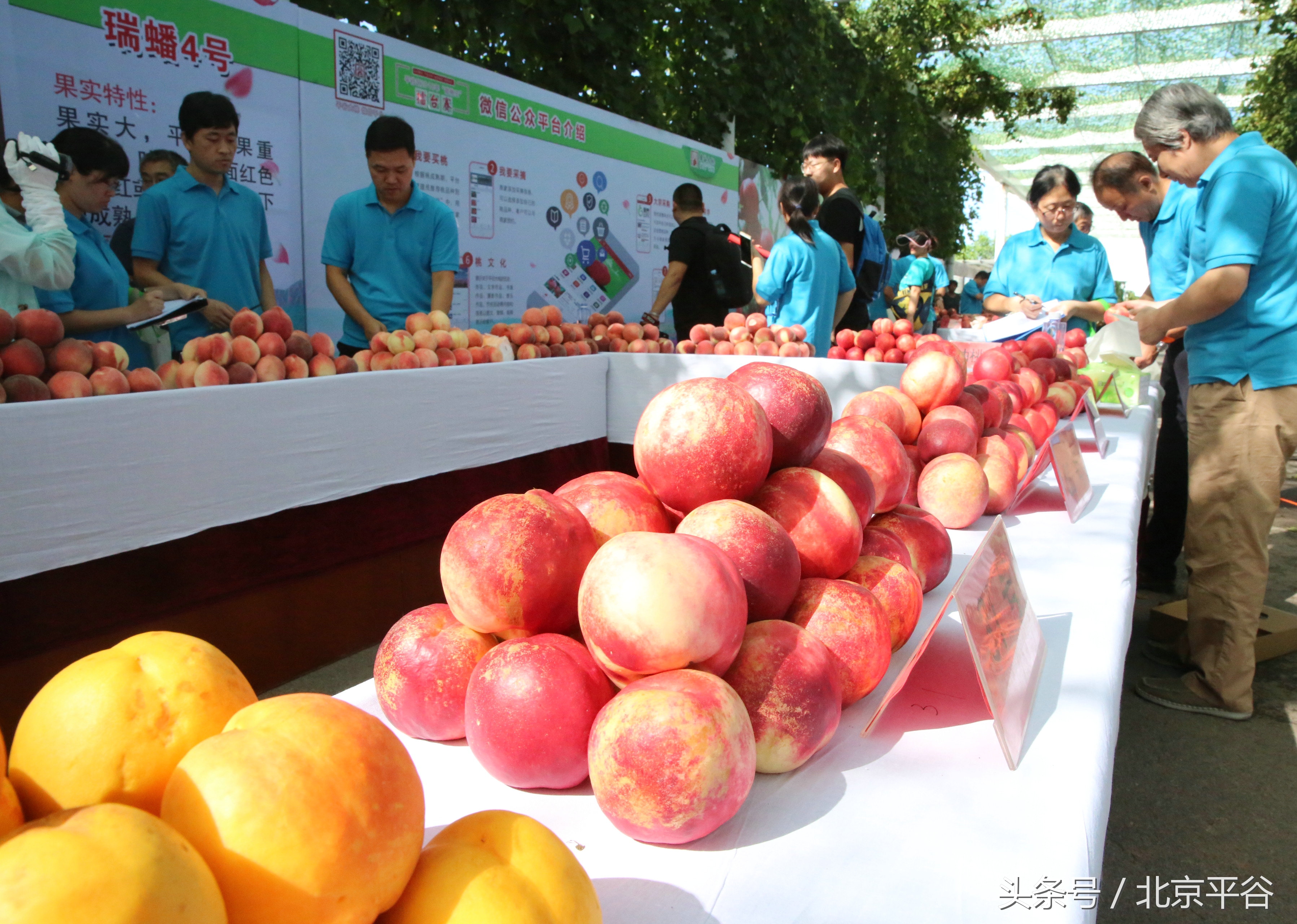 八月平谷,八月稻花香满城