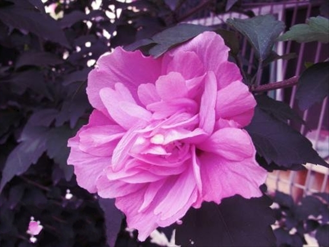 木菊花该如何养殖?学会这几种方法可以让木菊花爆盆