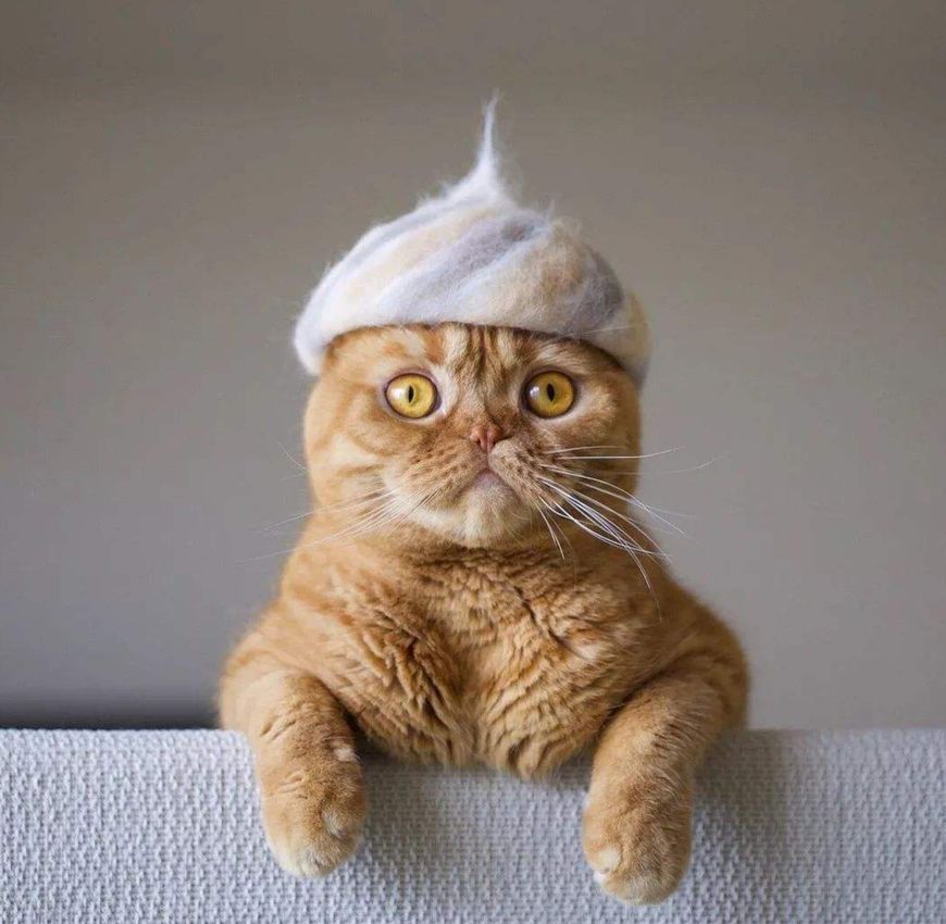 如何清理猫毛?资深铲屎官教你四个方法,治标又治本