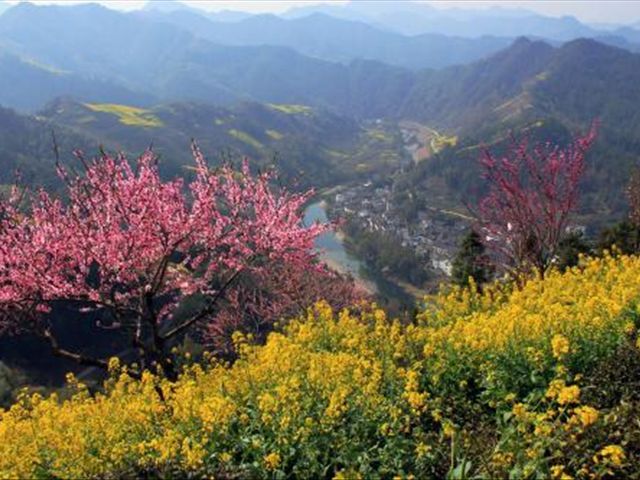 杜鹃花被冻蔫了怎么救活,杜鹃花出现各种状况时怎么办