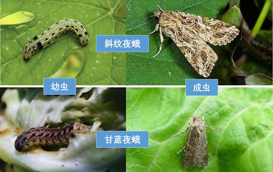 花菜常见病虫害大全及防治措施,花菜有虫害怎么办