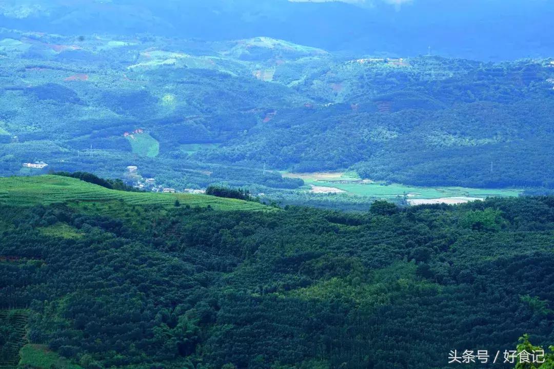 景迈有哪些寨子茶最贵,景迈山有村寨茶吗