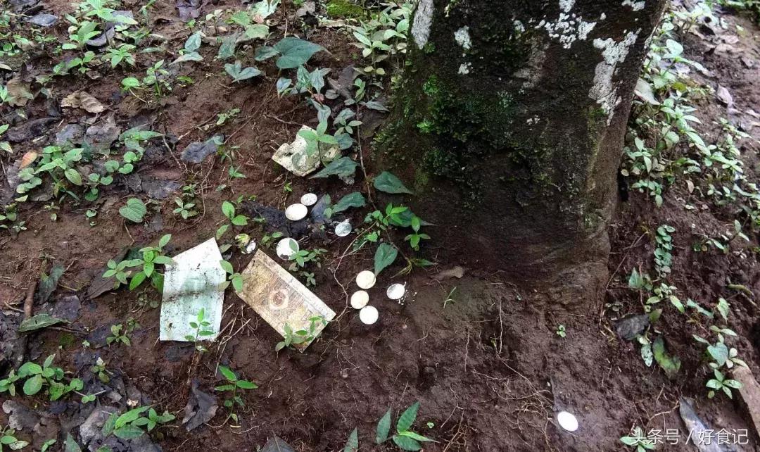 全世界最好的古树茶园,景迈山古茶园有几片