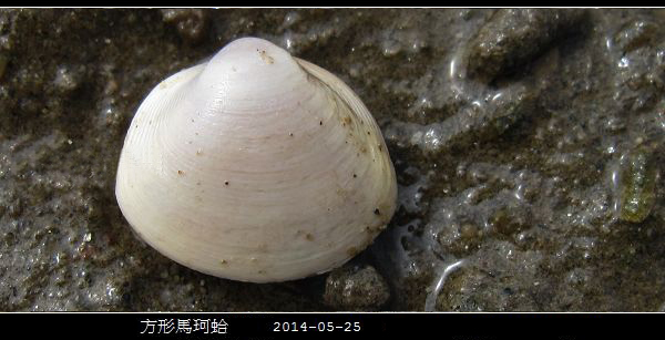 海边贝类种类,各种贝类的名称