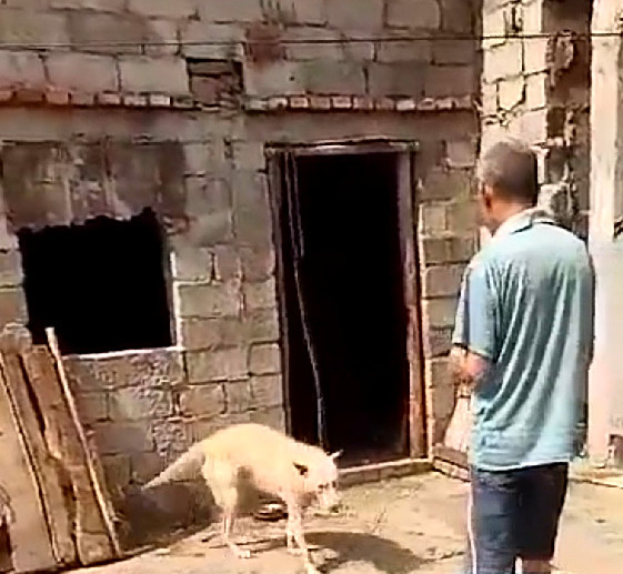 自家犬咬死小孩,下司犬突然咬死主人