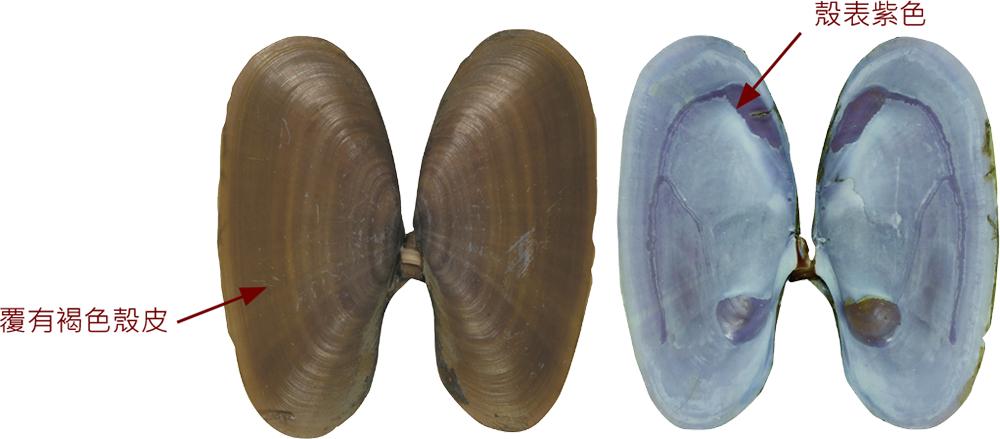 蛏子扇贝各种贝类如何区分,海鲜蛏的品种大全