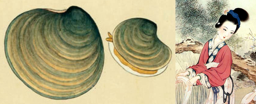 蛏子扇贝各种贝类如何区分,海鲜蛏的品种大全