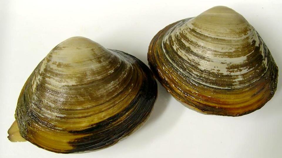 蛏子贝壳类海鲜,贝类海鲜有哪些毛蚶