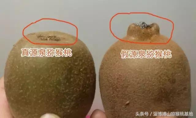 淄博源泉猕猴桃分选,淄博源泉猕猴桃标志