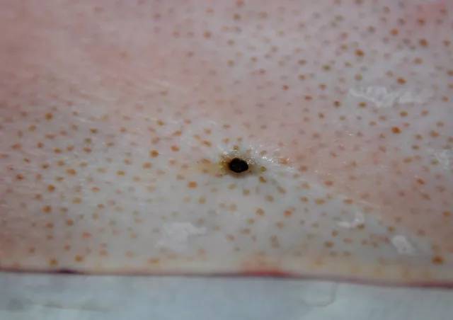 激光笔安全隐患,激光笔有安全隐患吗