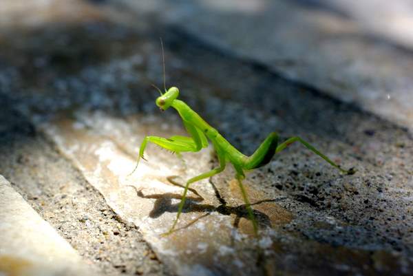 宾得相机拍人像用哪个镜头,怎样选宾得相机人像风景镜头