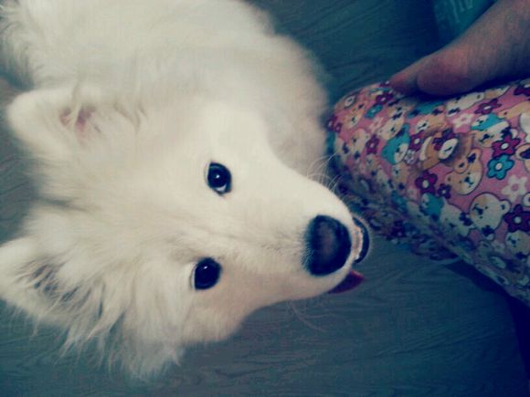 萨摩耶洗完澡后掉毛,萨摩耶遛完后回家怎么清理