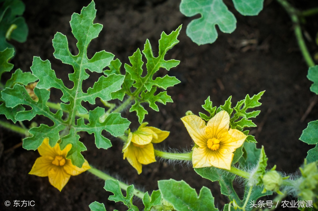 露地西瓜怎么坐果,露地西瓜坐果喷什么药