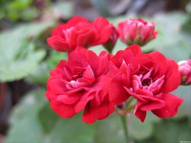 天竺葵病害一半叶枯萎,天竺葵常见的病虫害及防治方法