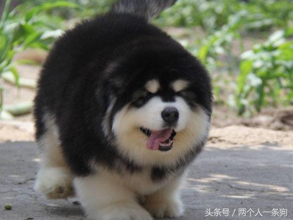 阿拉斯加身躯巨大攻击性强,阿拉斯加有什么缺点和优点