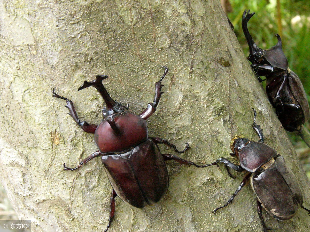 长着一个角的怪物叫什么,长着两个角的怪物