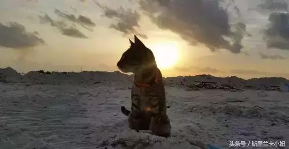 椹皵浠ｅか绂诲鐜囨渶楂樼殑鍥藉,澶╁爞鑳屽悗