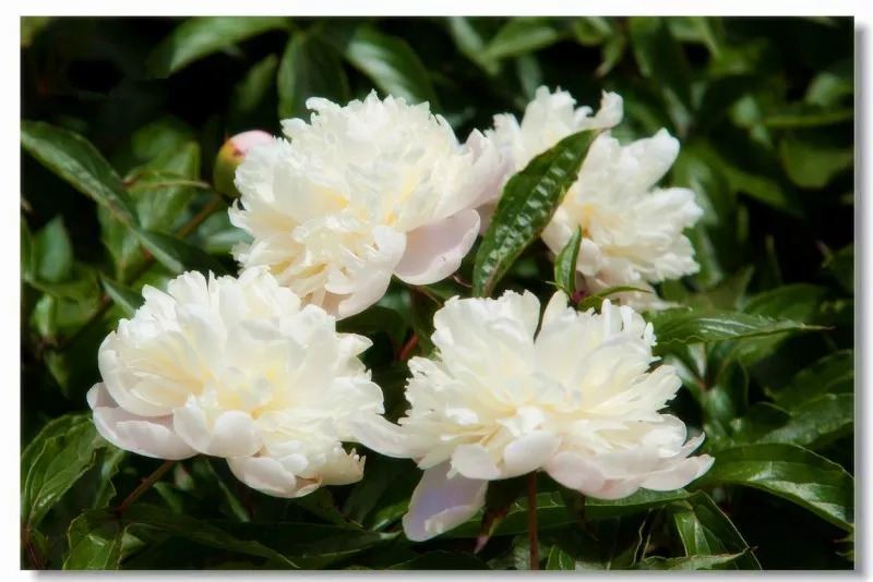 白芍清热凉血赤芍养血调经,白芍养血调经的炮制方法