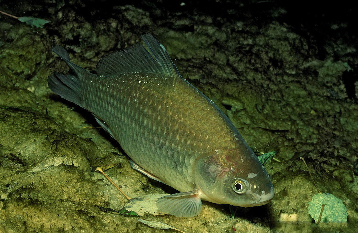 野钓鲫鱼闹杂鱼应对措施,野钓鲫鱼加什么不闹小鱼