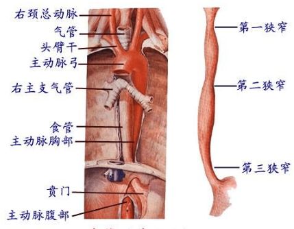 八个细节助你远离食管癌,哪些人要警惕食管癌