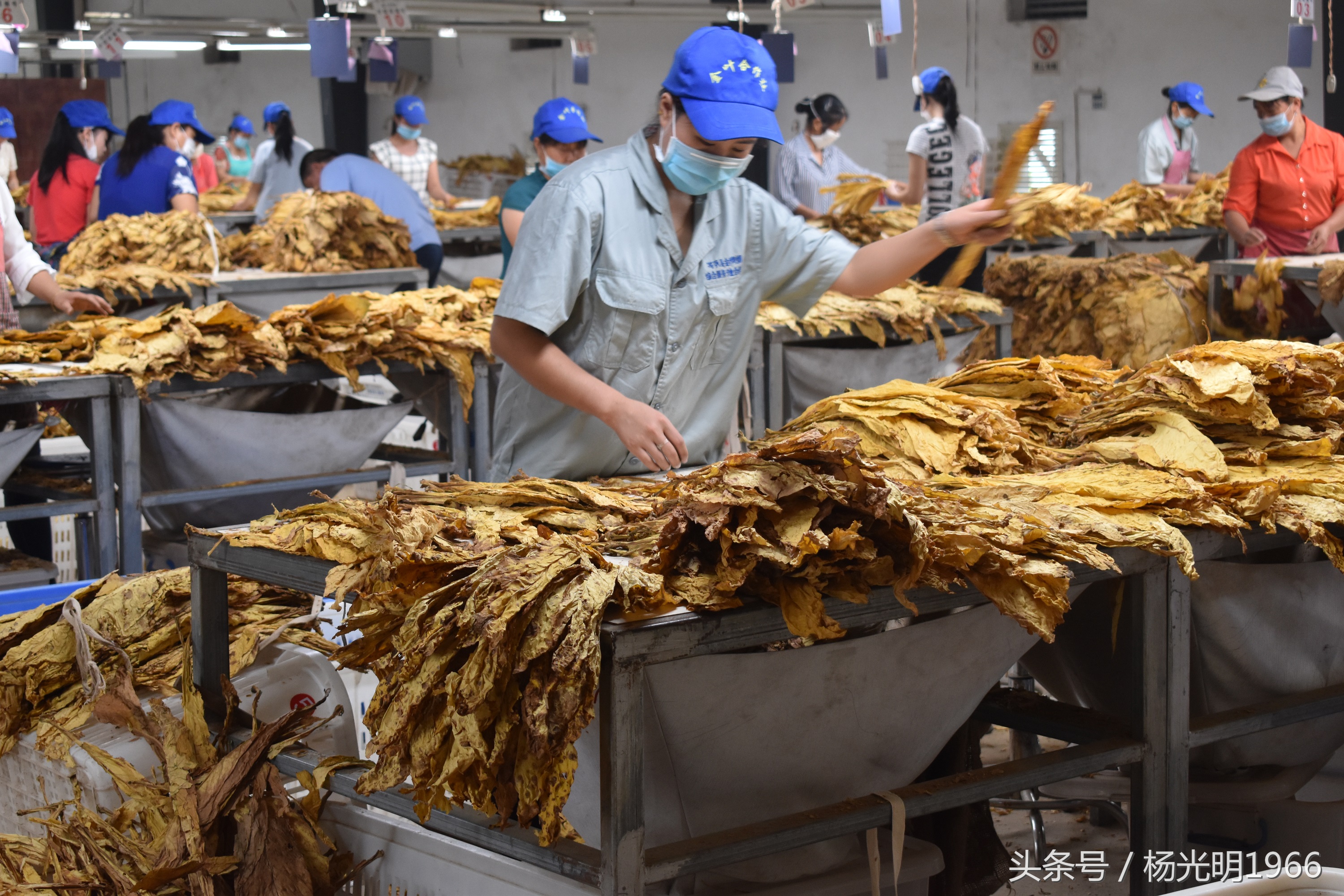 金灿灿的“黄金叶”贵州岑巩农民脱贫增收好产业