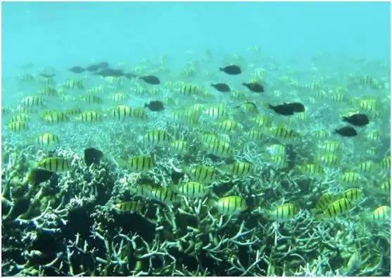 去毛里求斯旅游攻略,毛里求斯旅游详细攻略