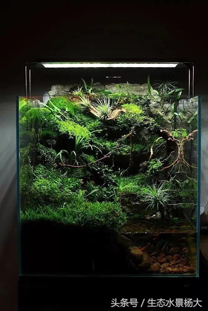 自己动手做水陆缸需要多少钱,第一次做缸视频教程