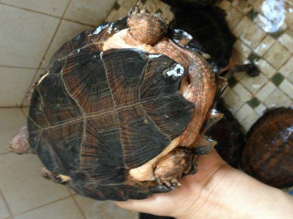 齿缘龟的正确养殖方法,齿缘龟最佳水养方法