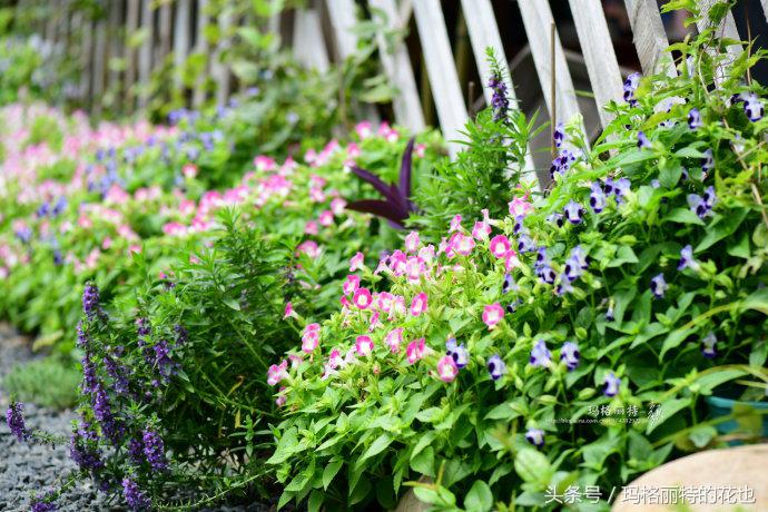 开满鲜花的小路教学设计一等奖,园丁培植万朵花