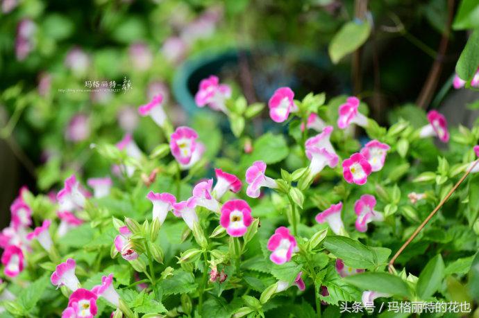 开满鲜花的小路教学设计一等奖,园丁培植万朵花
